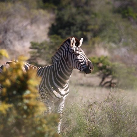 Bukela Game Lodge - Amakhala Game Reserve Exterior foto