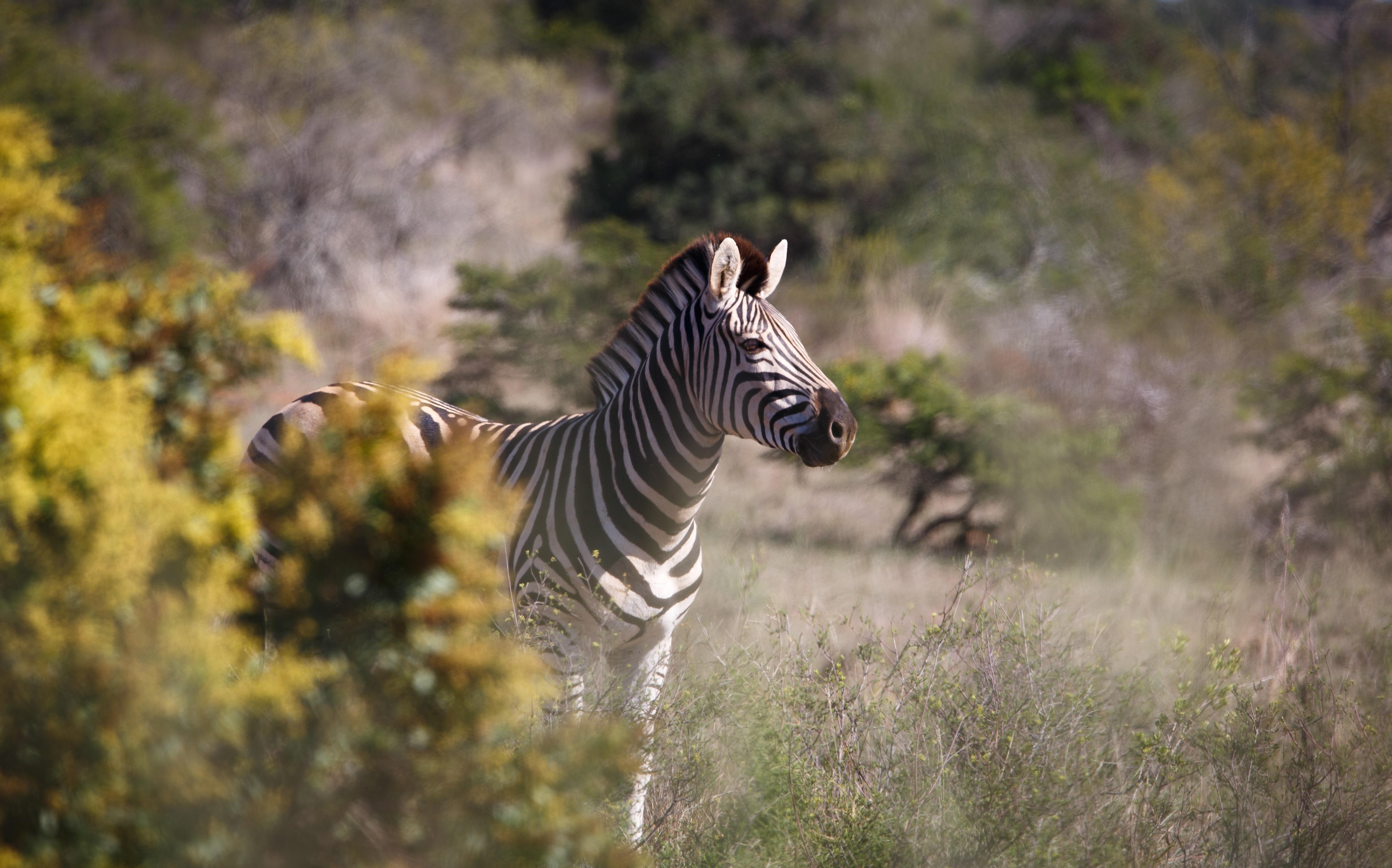 Bukela Game Lodge - Amakhala Game Reserve Exterior foto