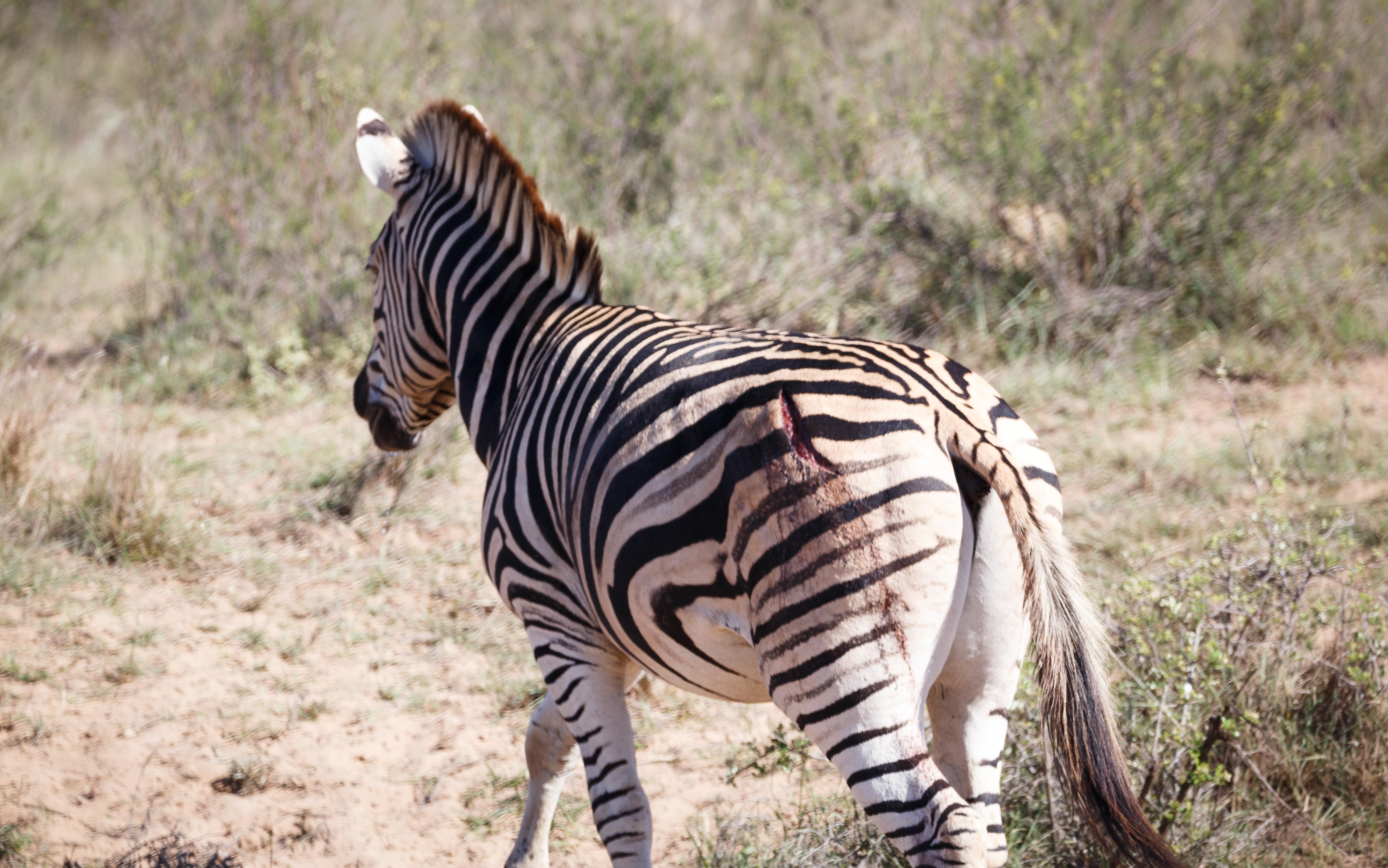 Bukela Game Lodge - Amakhala Game Reserve Exterior foto