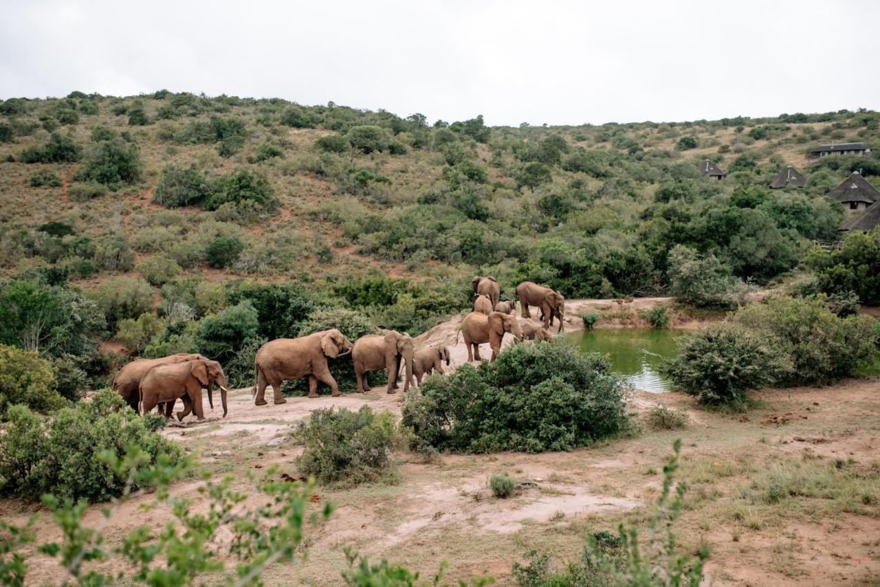 Bukela Game Lodge - Amakhala Game Reserve Exterior foto