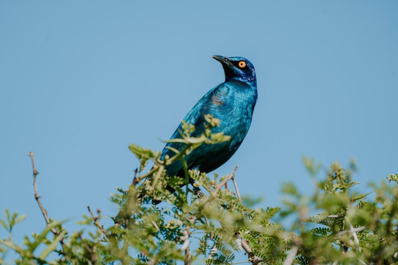 Bukela Game Lodge - Amakhala Game Reserve Exterior foto