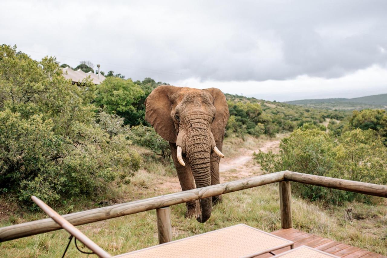 Bukela Game Lodge - Amakhala Game Reserve Exterior foto