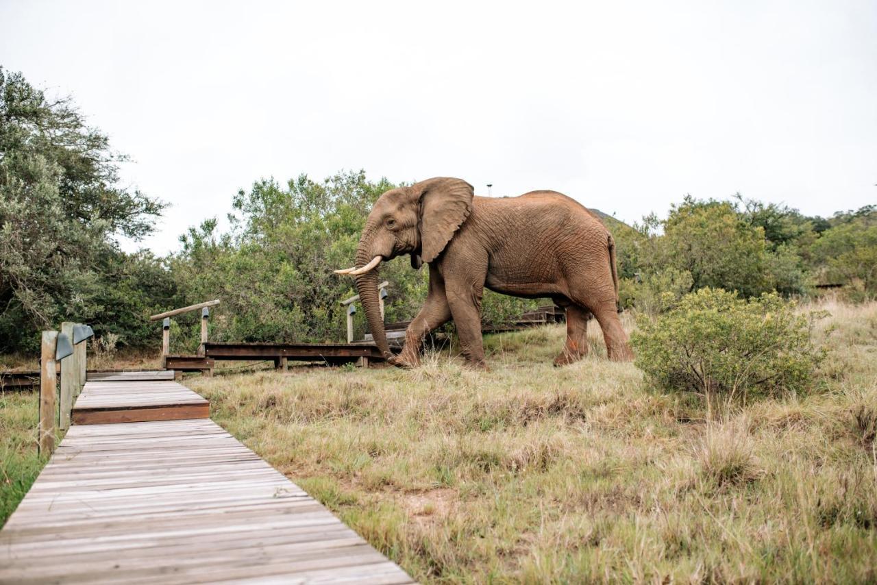 Bukela Game Lodge - Amakhala Game Reserve Exterior foto