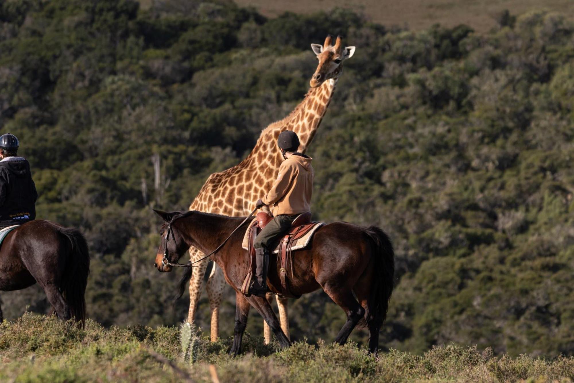 Bukela Game Lodge - Amakhala Game Reserve Exterior foto