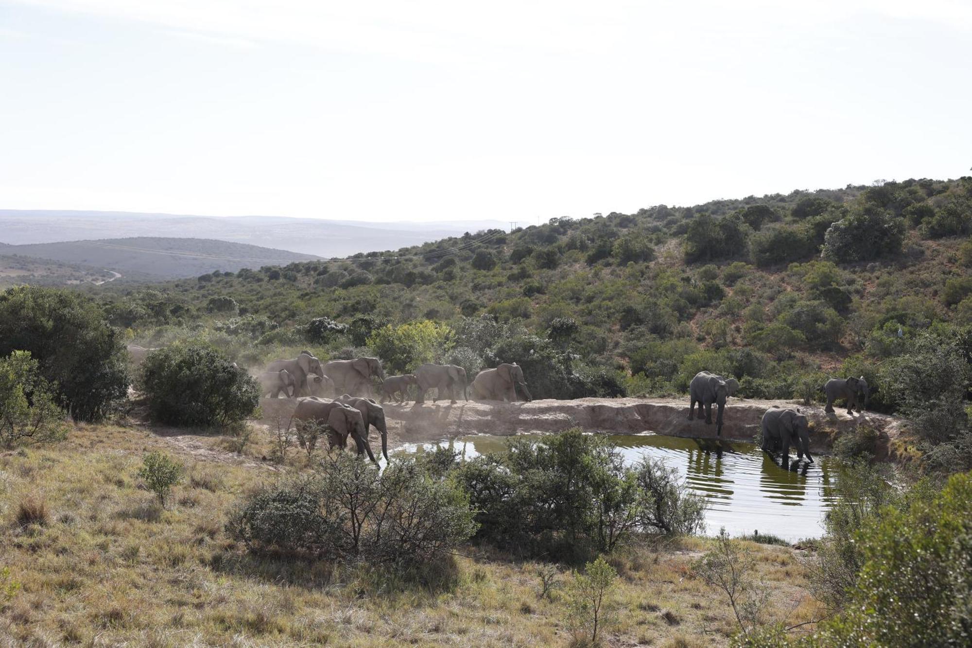 Bukela Game Lodge - Amakhala Game Reserve Exterior foto