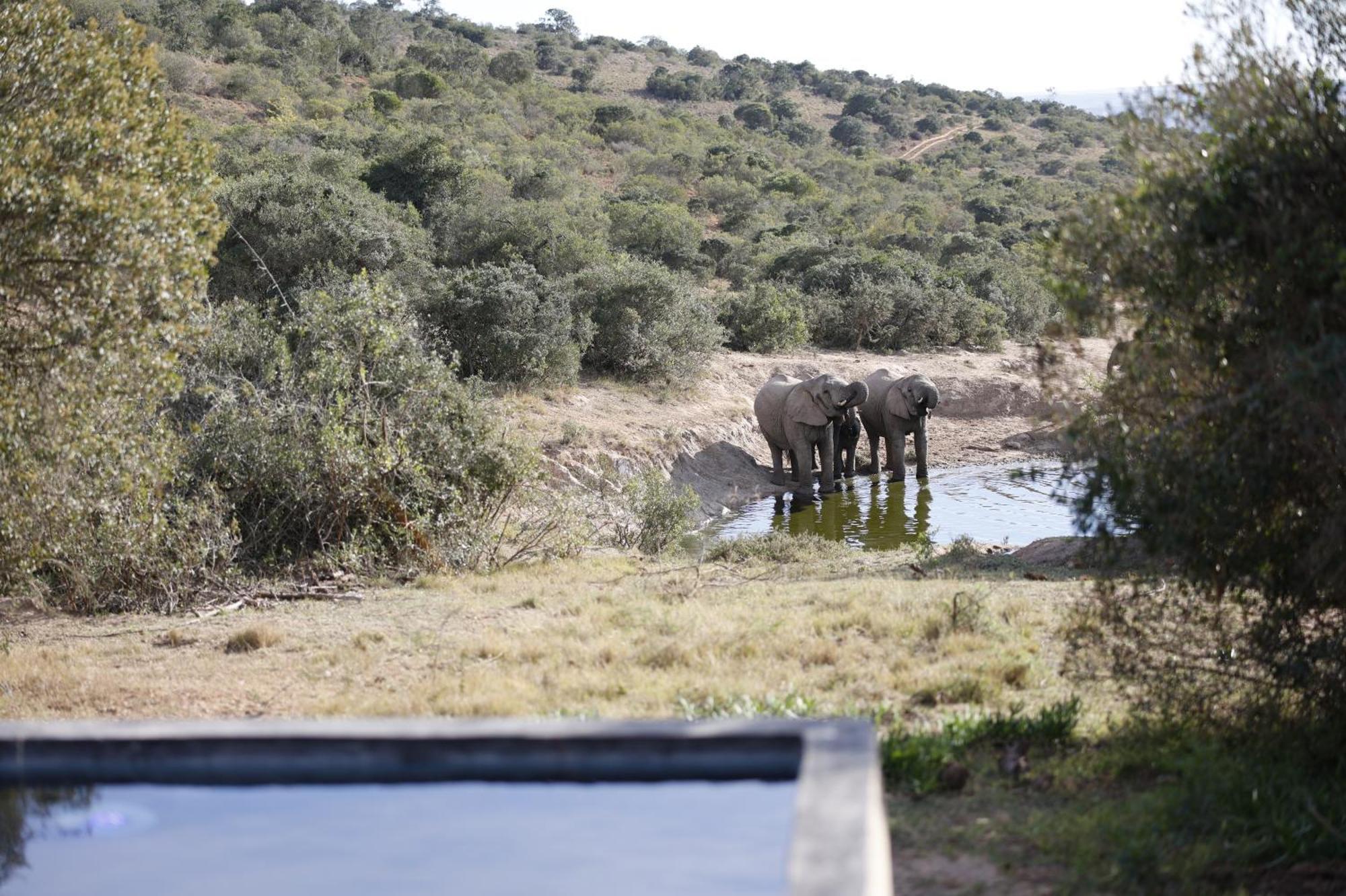 Bukela Game Lodge - Amakhala Game Reserve Exterior foto