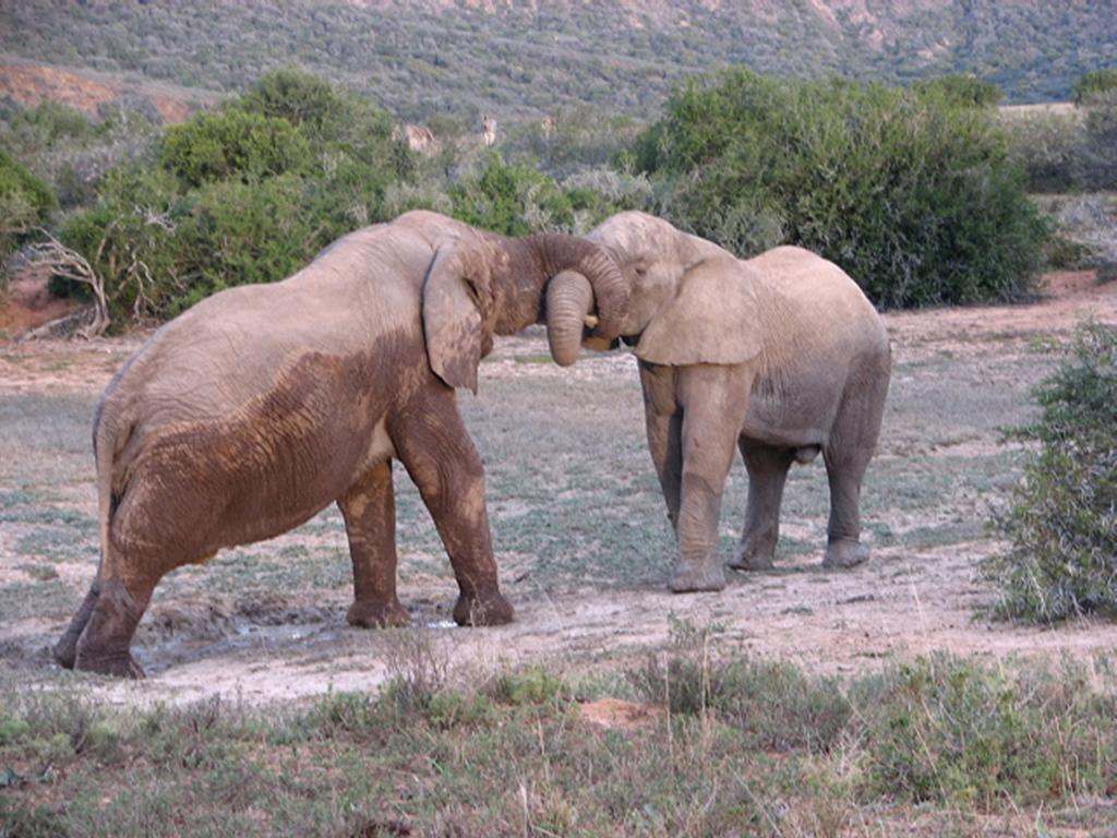 Bukela Game Lodge - Amakhala Game Reserve Exterior foto