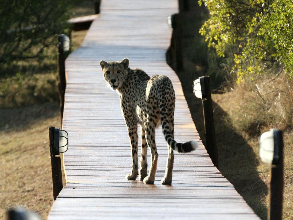 Bukela Game Lodge - Amakhala Game Reserve Exterior foto