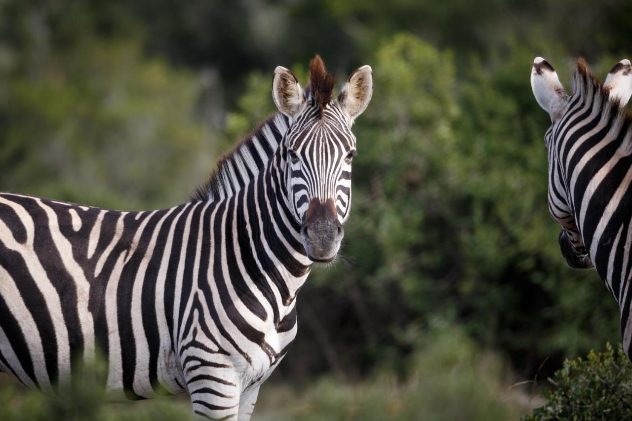 Bukela Game Lodge - Amakhala Game Reserve Exterior foto